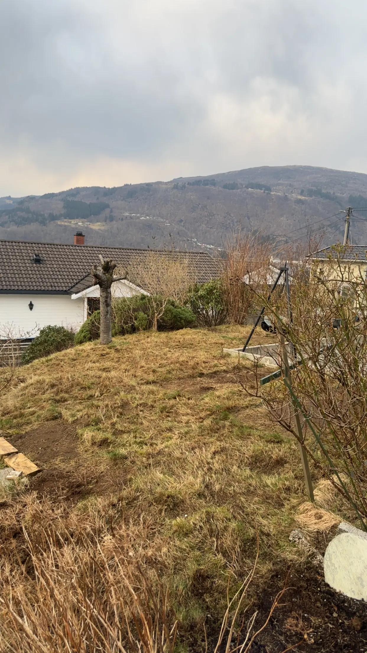 Hagearbeid: hage med tørr mose i plen før opprydding og mosefjerning