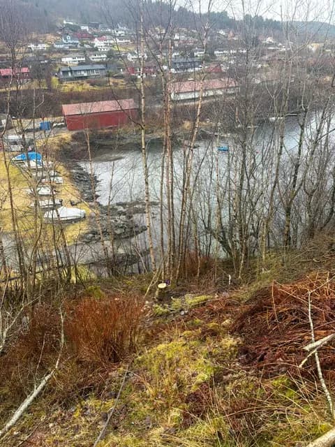 Skogsrydding i skråning i Bergen-området med utsikt mot vann og bebyggelse