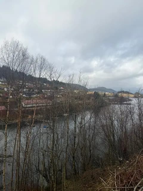 Oppryddet areal etter skogsrydding med gjenværende trær og utsikt mot fjorden